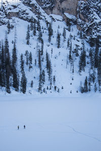 Scenic view of snow covered land and trees