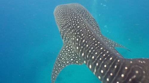 Fish swimming in sea