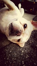 Close-up portrait of a dog