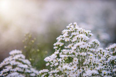 Close-up of white flowering plants during winter