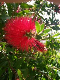 Close-up of red hibiscus flower