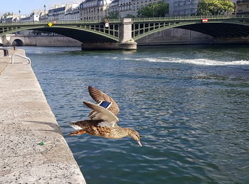 Seagull flying over river