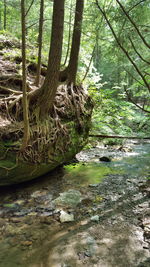 Trees growing in forest