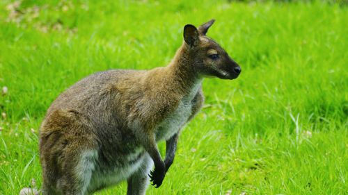 Side view of rabbit on field