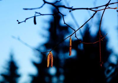 Low angle view of branches against blurred background