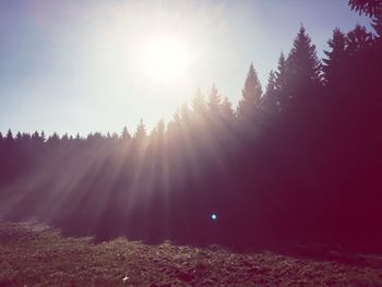 Sun shining over trees against clear sky