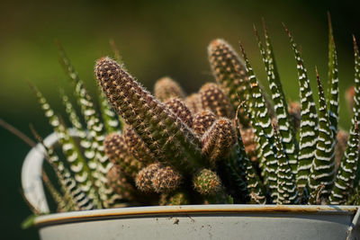 Close-up of succulent plant