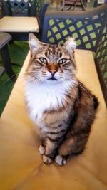 Close-up portrait of cat sitting