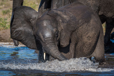Close-up of elephant calf in river with its mother