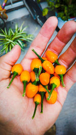 High angle view of hand holding vegetables