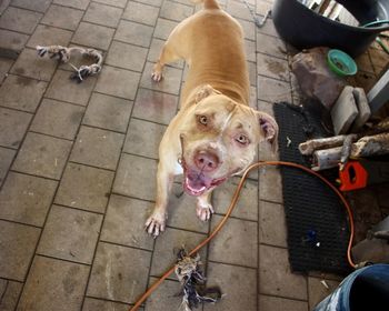 High angle view of dog on footpath