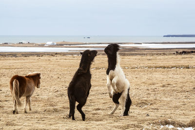 Icelandic horses fighting against each other on a meadow in spring