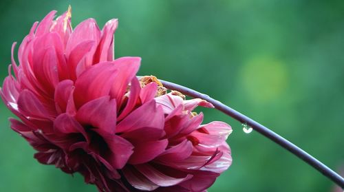 Close-up of pink rose flower