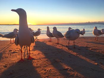 Seagulls on beach against clear sky during sunset