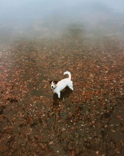 High angle view of swan in water