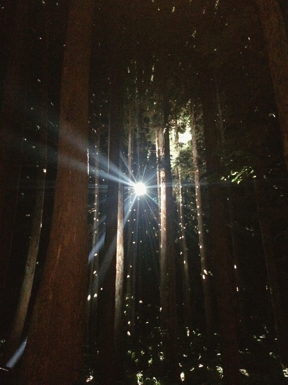 LOW ANGLE VIEW OF TREE AGAINST SKY AT NIGHT