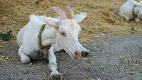 Close-up of a white goat lying on the ground and chewing grass. hay is scattered in the background