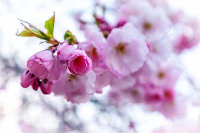 Close-up of pink cherry blossom