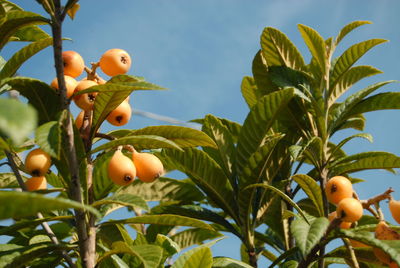 Fruits of loquat growing on tree against sky