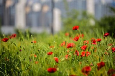 Close-up of red flower blooming in field