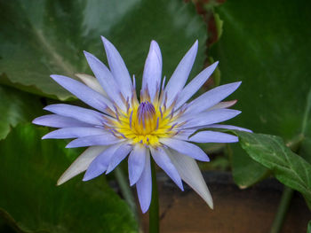 Close-up of purple flowering plant