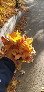 Close-up of hand holding yellow flowers