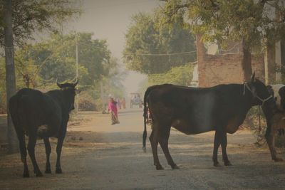 Cows standing by trees against sky