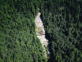 High angle view of trees in forest