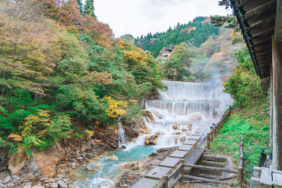 Scenic view of river amidst trees in forest