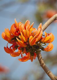 Close-up of orange flowering plant