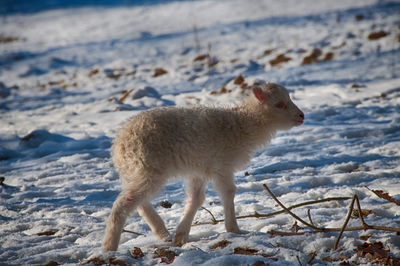 Dog on the ground