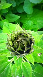 Close-up of green plant