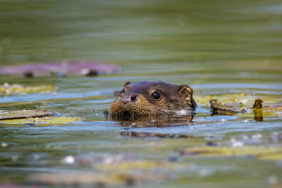 The otter swimming on the drava river