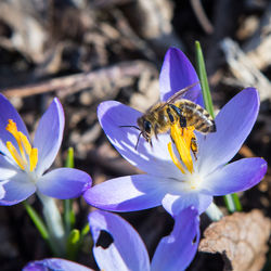 Close-up of bee pollinating on purple flower