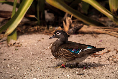 High angle view of a bird on field