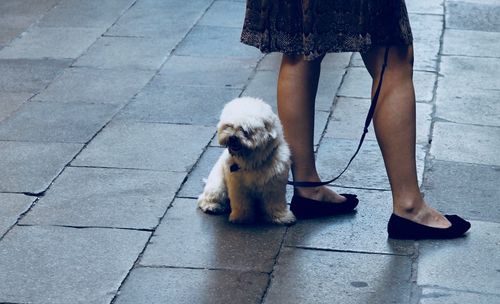 Low section of woman with dog on sidewalk