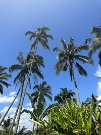 Low angle view of palm tree against clear blue sky