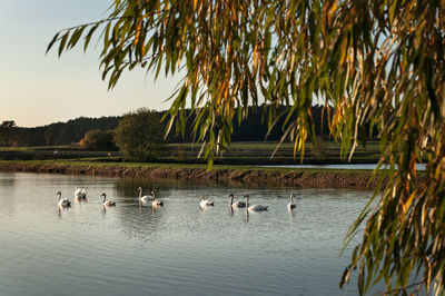Ducks swimming in lake