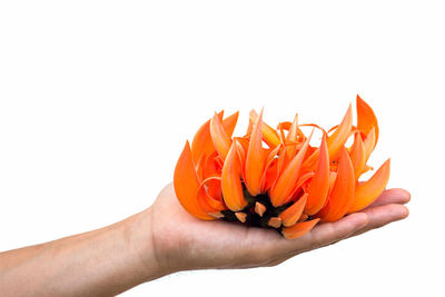 Close-up of hand holding orange flower against white background