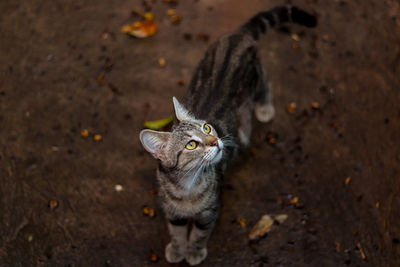 High angle view of a cat looking away