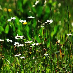 Close-up of flowers blooming on field