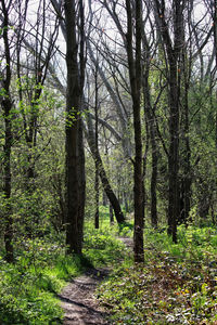 Trees growing on field in forest