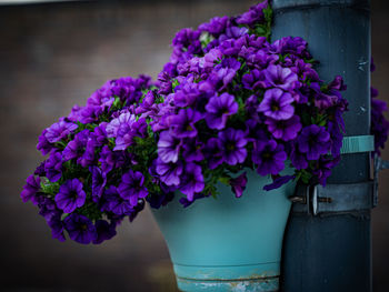 Close-up of purple flower pot