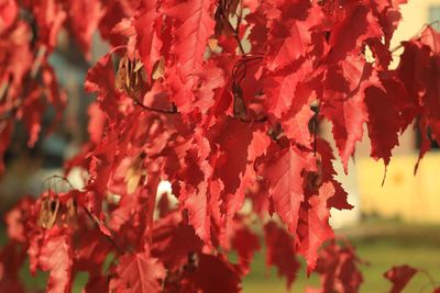 Close-up of red maple leaves on tree