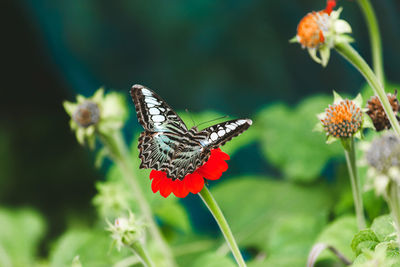 Close-up of butterfly pollinating on flower