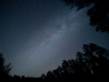 Low angle view of trees against sky at night
