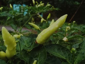 Close-up of green chili peppers plant