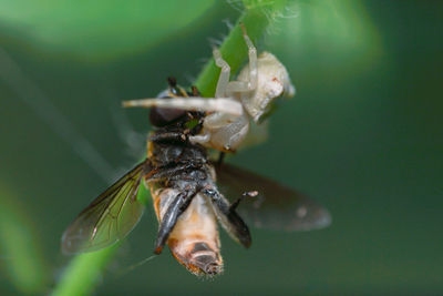 Close-up of insect