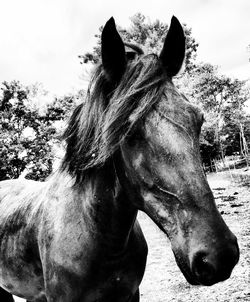 Close-up of horse standing on field against sky