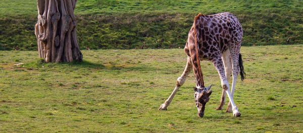 Horse standing in a field